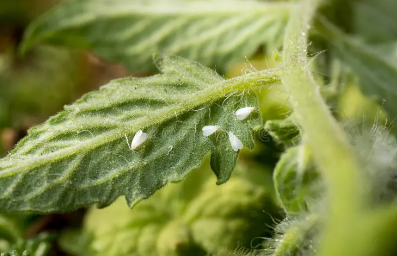 SOS Plagas: Cómo eliminar el pulgón y la mosca blanca sin químicos tóxicos