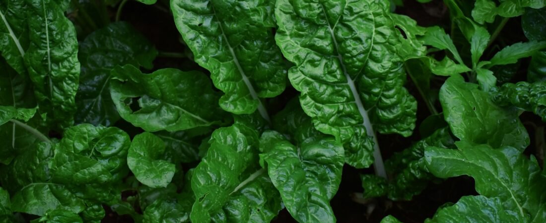 ¿Tu balcón no tiene sol directo? 5 cultivos de sombra que te salvarán la vida
