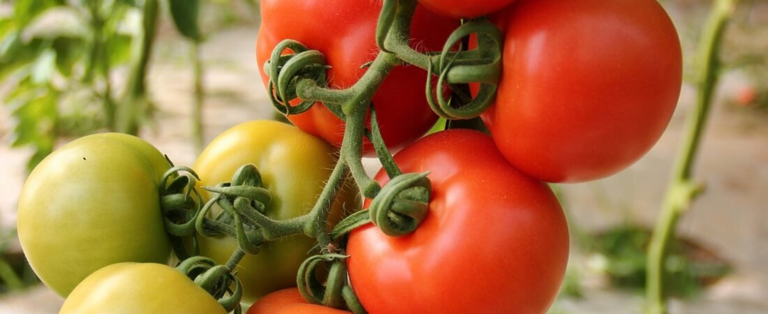 El secreto para cultivar tomates cherry en macetas (y no fracasar en el intento)