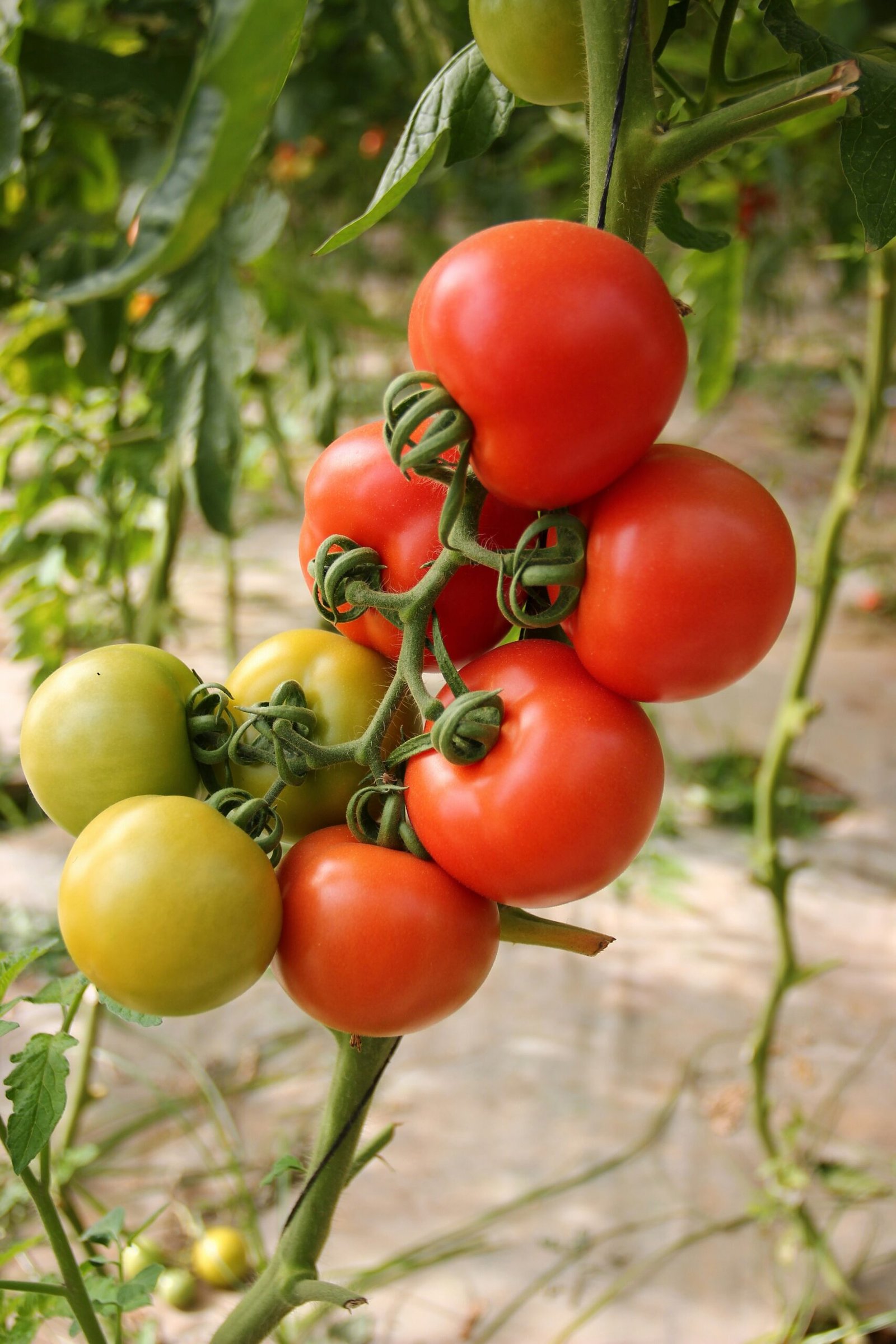 El secreto para cultivar tomates cherry en macetas (y no fracasar en el intento)